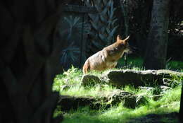 Image of Red wolf