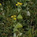 Plancia ëd Blackstonia perfoliata (L.) Hudson