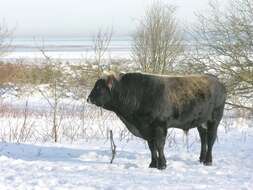 Image of Bos taurus primigenius Bojanus 1827