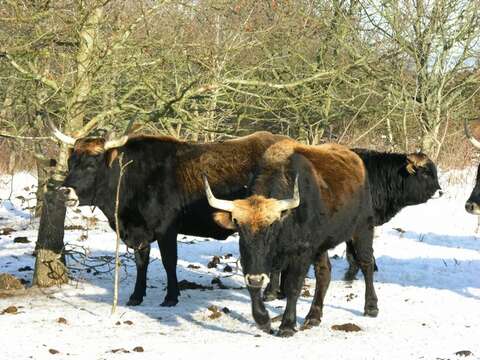 Image de Bos taurus primigenius Bojanus 1827