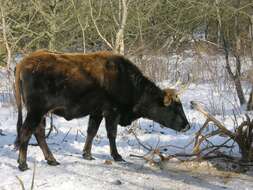 Image of Bos taurus primigenius Bojanus 1827