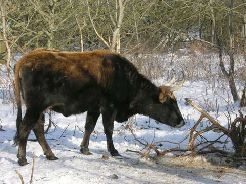 Image de Bos taurus primigenius Bojanus 1827