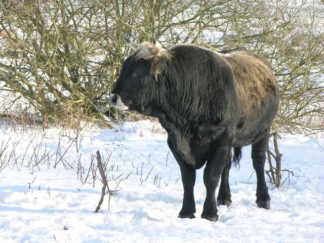 Bos taurus primigenius Bojanus 1827的圖片