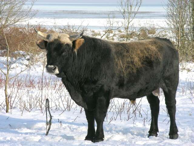 Image of Bos taurus primigenius Bojanus 1827