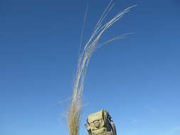 Image of Austrostipa scabra (Lindl.) S. W. L. Jacobs & J. Everett