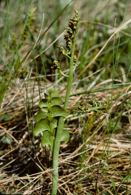 Image of grapefern