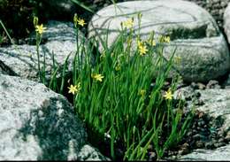 Plancia ëd Bulbine semibarbata (R. Br.) Haw.