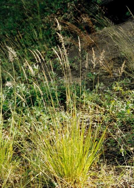 Plancia ëd Calamagrostis