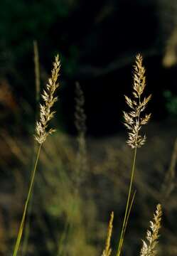 Plancia ëd Calamagrostis