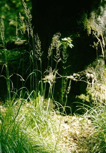 Plancia ëd Calamagrostis