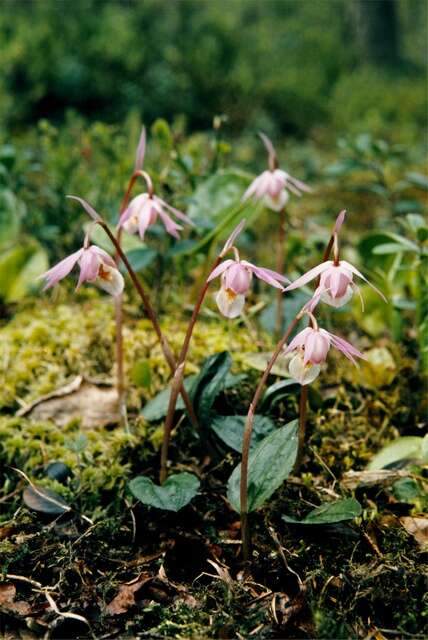 Image of calypso orchid