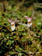 Image of calypso orchid