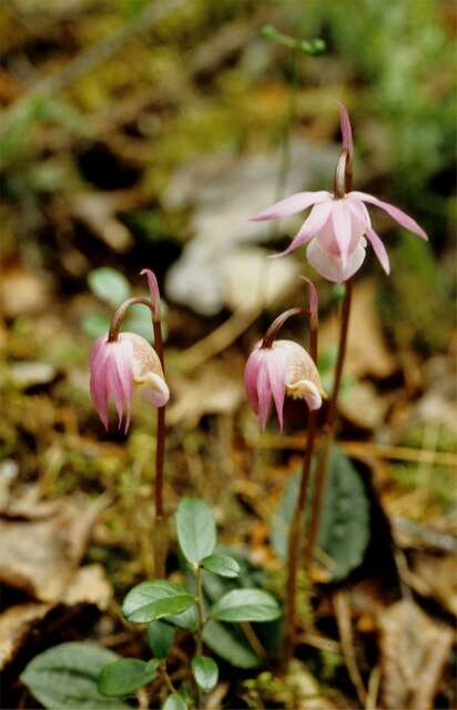 Image of calypso orchid