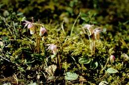 Image of calypso orchid