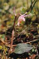 Image of calypso orchid