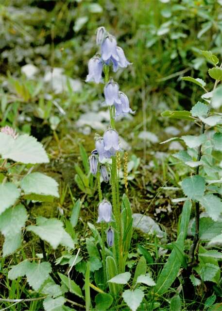 Image of Bellflowers