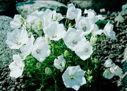 Image of tussock bellflower