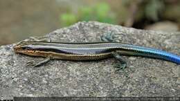 Image of Shanghai Elegant Skink