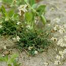 Plancia ëd Arabidopsis lyrata subsp. petraea (L.) O'Kane & Al-Shehbaz