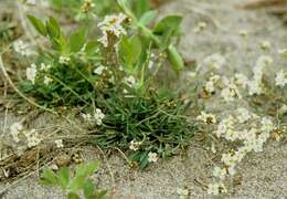 صورة Arabidopsis lyrata (L.) O'Kane & Al-Shehbaz