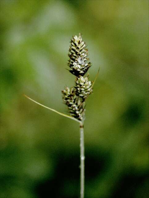 Image of Buxbaum's sedge