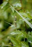 Image of Buxbaum's sedge