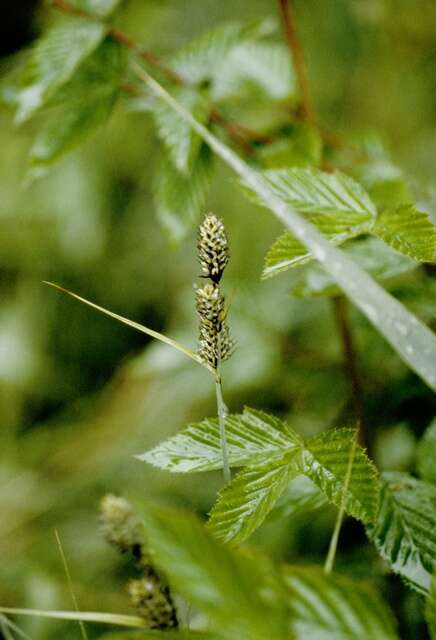 Image of Buxbaum's sedge