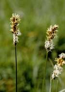 Image of brown sedge