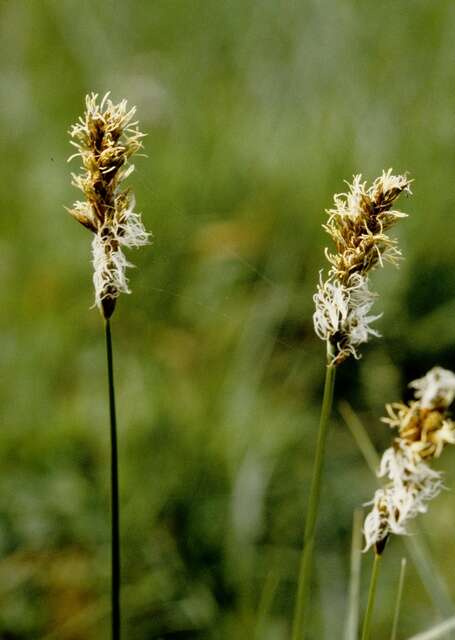 Image of brown sedge