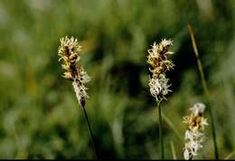 Image of brown sedge