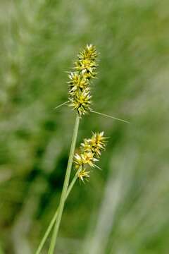 Image of Carex otrubae Podp.