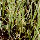 Imagem de Carex paleacea Schreb. ex Wahlenb.