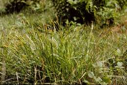 Image of pale sedge