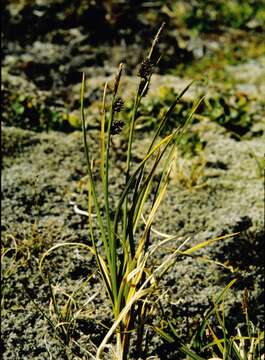 Imagem de Carex saxatilis L.