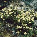 Image of white arctic mountain heather