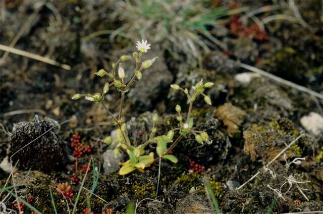 Image of Cerastium glutinosum Fries