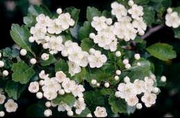 Image of Hawthorn