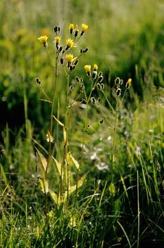 Image of hawksbeard