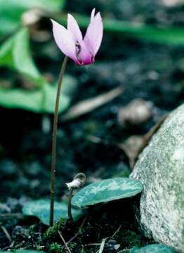 Image of Cyclamen coum f. albissimum R. H. Bailey