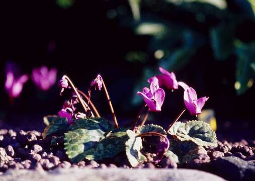 Image of Cyclamen coum f. albissimum R. H. Bailey