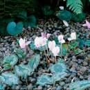 Слика од Cyclamen hederifolium subsp. hederifolium