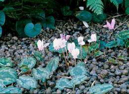 Sivun Cyclamen hederifolium subsp. hederifolium kuva