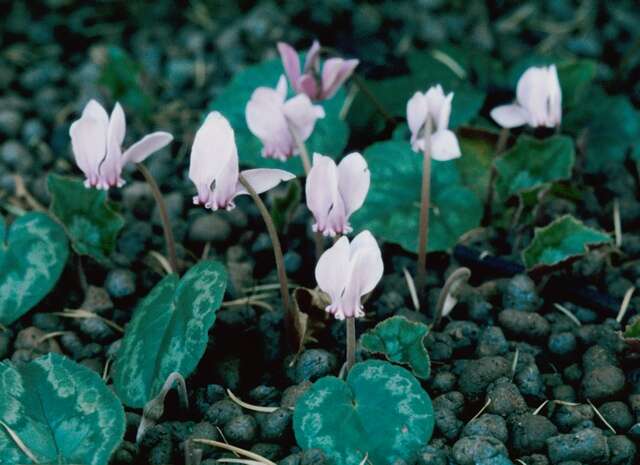 Sivun Cyclamen hederifolium subsp. hederifolium kuva