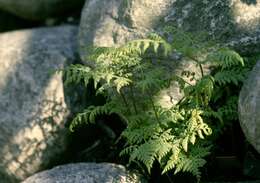 Image of fragile ferns