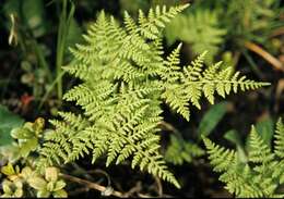 Image of fragile ferns