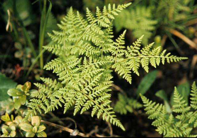 Image of fragile ferns