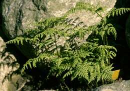 Image of fragile ferns