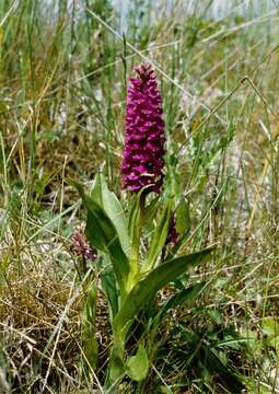 Image of Northern Marsh-orchid