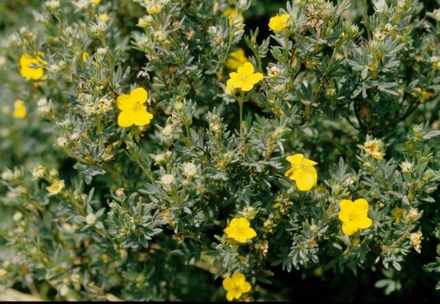 Image of shrubby cinquefoil