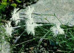 صورة Dianthus arenarius subsp. borussicus Vierh.